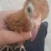مرغ