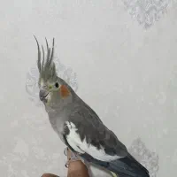 عروس هلندی ۳ ماه دستی|پرنده|اردبیل, |دیوار