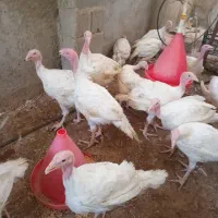 جوجه بوقلمو بیوتی 4کیلویی|حیوانات مزرعه|زرین دشت (فارس), |دیوار