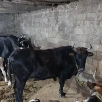 گاو جوان ابستن ۴ ماه