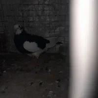 جوانه سره تهرانی|پرنده|کرمانشاه, |دیوار