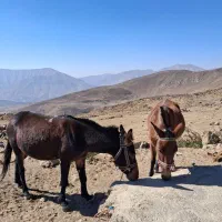 دو راس قاطر فروشی|حیوانات مزرعه|رینه, |دیوار