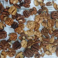 گردو شیروان|خوردنی و آشامیدنی|مشهد, مشکینی (شهرک غرب)|دیوار