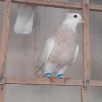 کبوتر طوقی زیل دمسفیدماده کبود شامی|پرنده|قزوین, |دیوار