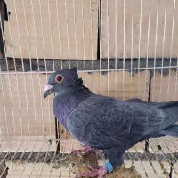 زاغ کاکلی نر نسل سار زد و خوردی پرشی