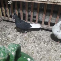 دمسیاه ماده اشعل کوهی دورک|پرنده|باوی, |دیوار