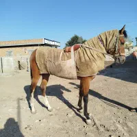 اسب ترکمن کورسی