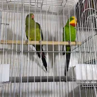 عروس.فنچ.مرغ عشق. رزیلا.طوطی|پرنده|بندرعباس, |دیوار