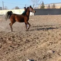 انواع اسب های سواری فقط ۱۸