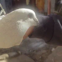 گوک و معلقی|پرنده|بم, |دیوار