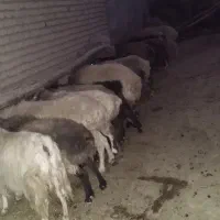 فروش کلی ۱۲راس میش و ۵تا بز آبستن فقط نقدی و کلی