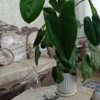 گل طبیعی