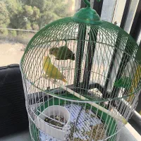 کوتوله برزیلی