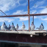 کفتر پلاکی دسته اولی زد و خورد