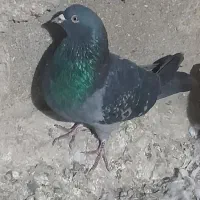 پرنده|پرنده|ثمرین, |دیوار