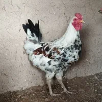 واگذاری خروس گلین لری