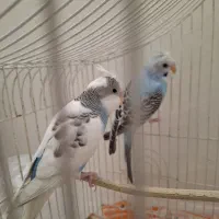 دو عدد مرغ عشق جوان