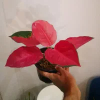 زاموفیلیا، مانسترا، آگلونما، پتوس نئون، پینک پرنسس