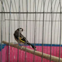 سهره . قناری|پرنده|خمینی‌شهر, |دیوار