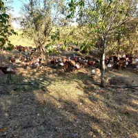 بوقلمون محلی