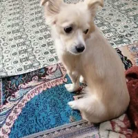 سگ گمشده مژدگانی 15میلیونی