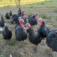 بوقلمون محلی