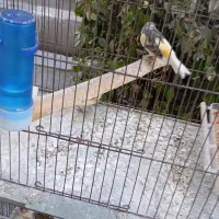 قناری نر و ماده|پرنده|اندیشه, اندیشه فاز ۱|دیوار