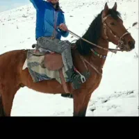 اسب نریون تاخت