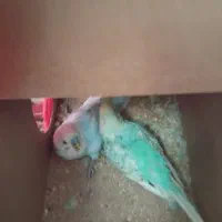 گم شده|حیوانات|تربت جام, معدآباد|دیوار