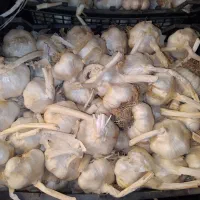 سیردرجه یک همدان