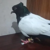 کفتر سینه ای|پرنده|گرمدره, |دیوار