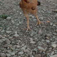 خروس|حیوانات مزرعه|بمپور, |دیوار