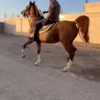 اسب نژاد عالی ماده