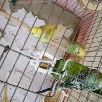 مرغ عشق رینبو|پرنده|کرج, شاهین‌ویلا|دیوار