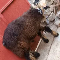 بره چاق|حیوانات مزرعه|مسجد سلیمان, |دیوار