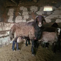 قوچ فروشی|حیوانات مزرعه|مهدی شهر, |دیوار