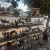کبوتر پرشی ازهمه رنگ موجود از جفتی ۶۰۰به بالا|پرنده|امیرکلا, |دیوار