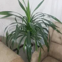 گل پاندانوس بسیار شاداب و چندین پاجوش