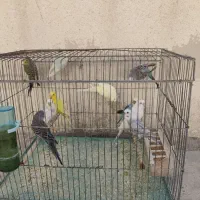 فروش تعدادی مرغ عشق|پرنده|کازرون, |دیوار