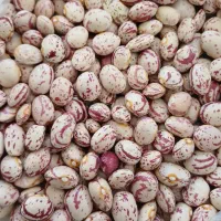 فروش لوبیا چیتی تناژ