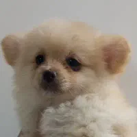 سگ نرپامرین اصل