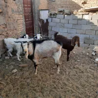 یک راس کره نر یک ساله از نژاد الپاین اصلی|حیوانات مزرعه|دهج, |دیوار