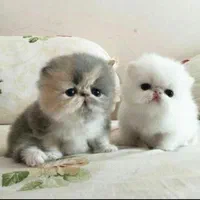 تعدادی گربه ملوس/واکسن زده/با تایید سلامت واصالت|گربه|تهران, شهرک غرب|دیوار