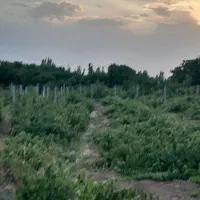 ۱۰۰۰ متر باغ انگور فروشی تاکستان|فروش دفتر صنعتی، کشاورزی، تجاری|کرج, شهرک فهمیده|دیوار
