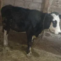 گوساله پانزده ماهه سیمینتال