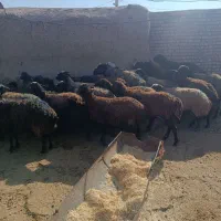گوسفند آبستن سنگین|حیوانات مزرعه|بشاریات, |دیوار