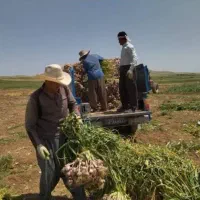 سرکارگر مزرعه سیر