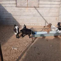 فروش بزغاله|حیوانات مزرعه|نجف‌آباد, حومه نجف آباد|دیوار