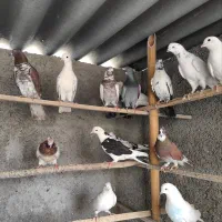 کبوتر غریبگیری گرفتنی