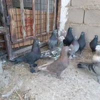 بل نر بازیکن سبز زاغ|پرنده|ریگان, |دیوار